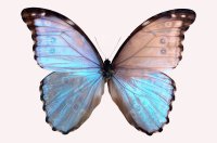 MARIPOSA MORPHO,gordati