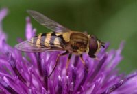 ABEJA COMÚN