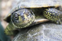 emys orbicularis