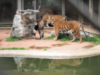 Tigers, Croc Farm, Pattaya, Thailand