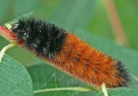 ORUGA PELUDA
