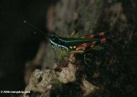 SALTAMONTES PINTADO