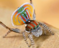 ARAÑA PAVO REAL