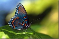 MARIPOSA DE COLORES