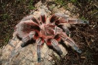 TARÁNTULA DE PELO ROSA