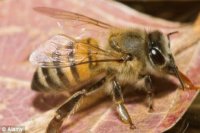 ABEJA AFRICANA