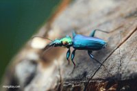 ESCARABAJO AZUL
