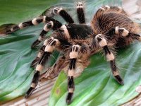 TARANTULA