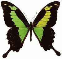 MARIPOSA VERDE Y NEGRO