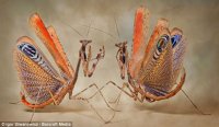 MANTIS PAVO REAL