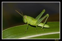 SALTAMONTES VERDE