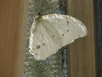 MARIPOSA MORPHO BLANCA