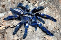 TARÁNTULA AZUL COBALTO