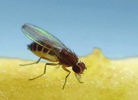 MOSCA DE LA FRUTA