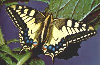 MARIPOSA MACAON