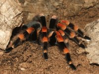 TARÁNTULA RODILLAS DE FLAMA