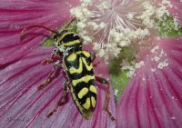 PLAGIONOTUS