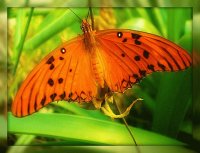 MARIPOSA PAPILLON