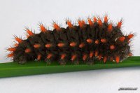 GUSANO ORUGA