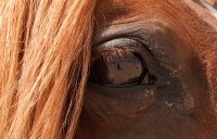 caballos