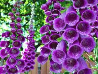 Lilas