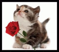 El gatito