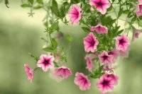 Flores