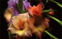 Orquideas