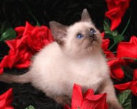El gatito entre flores