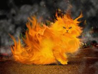 fiery cat