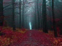 Bosque Selva Negra, Alemania