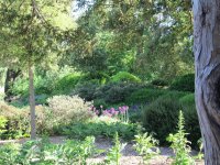 Woodland glade with alliums, Hampshire UK