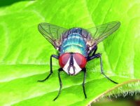 MOSCA DE COLORES