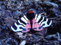 POLILLA ARTIA FESTIVA