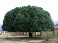 El arbol de la quinina