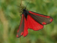 MARIPOSA BICOLOR