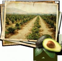 Paltos