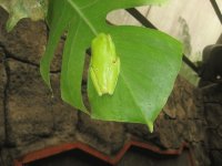 frog #2