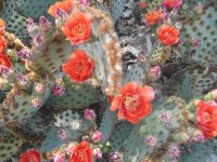Arizona