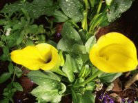 flowers