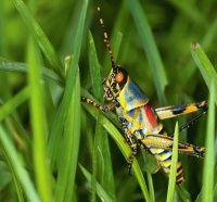 SALTAMONTES DE COLORES BRILLANTES