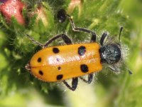 ESCARABAJO TRICHODES