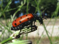 ESCARABAJO JACILLUCH