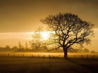 MONA.Arbol