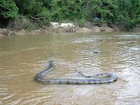 Anaconda