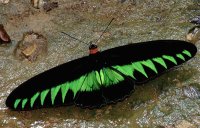 MARIPOSA ALAS DE PAJARO