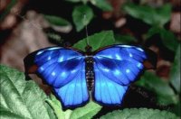 MARIPOSA AZUL