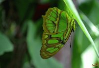 MARIPOSA EN VERDE