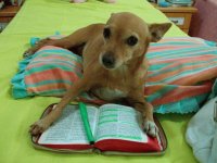 Cissa - Bible reading Dog