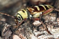 ESCARABAJO CERAMBICIDOS